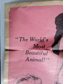 THE BAREFOOT CONTESSA - LA COMTESSE AUX PIEDS NUS